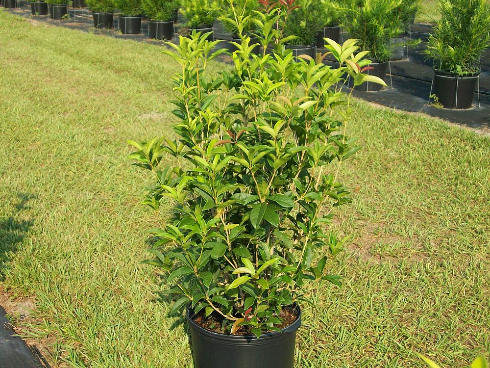 osmanthus-fragrans-sweet-tea-olive