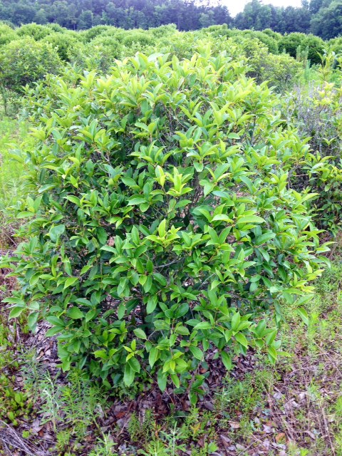osmanthus-fragrans-sweet-tea-olive