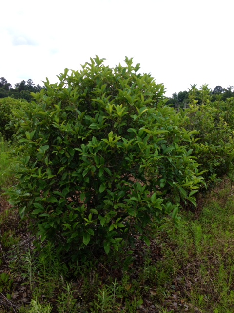 osmanthus-fragrans-sweet-tea-olive