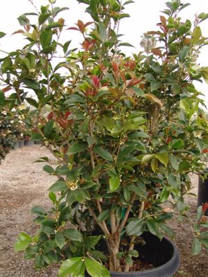 osmanthus-fragrans-sweet-tea-olive