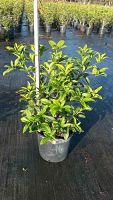 osmanthus-fragrans-sweet-tea-olive