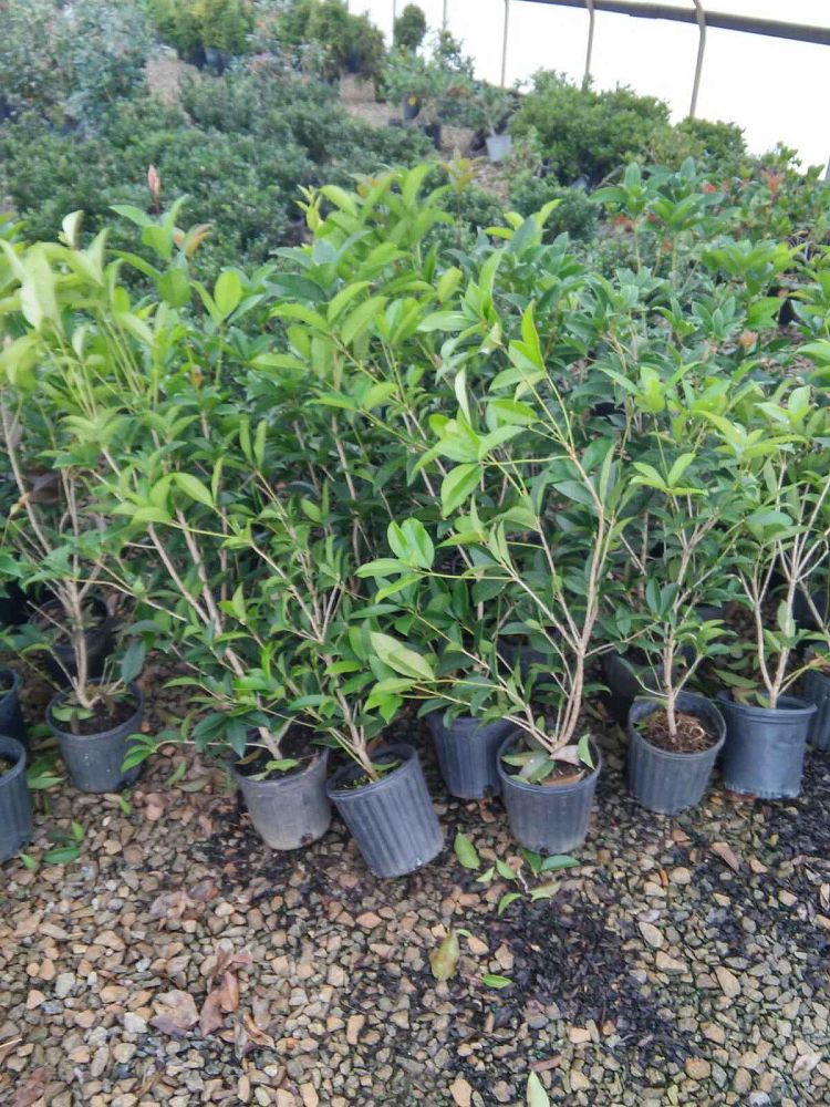 osmanthus-fragrans-sweet-tea-olive