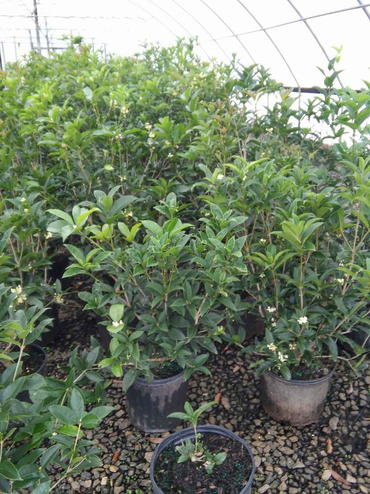 osmanthus-fragrans-sweet-tea-olive