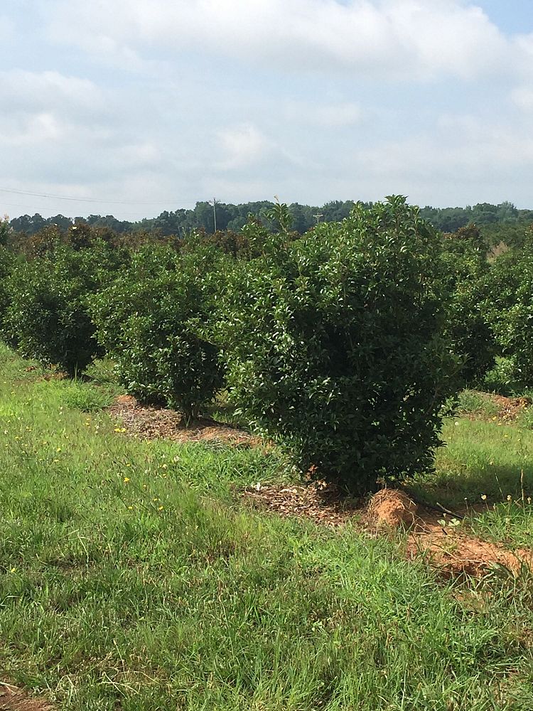 osmanthus-fragrans-sweet-tea-olive