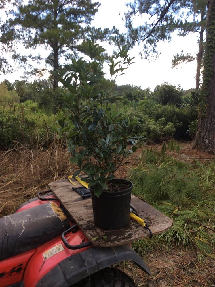 osmanthus-fragrans-sweet-tea-olive