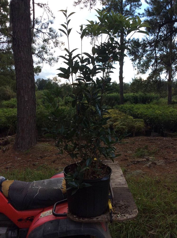 osmanthus-fragrans-sweet-tea-olive