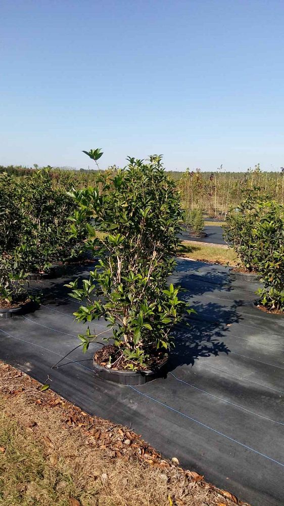 osmanthus-fragrans-sweet-tea-olive