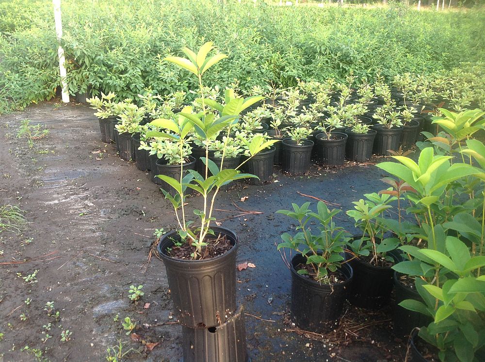 osmanthus-fragrans-sweet-tea-olive
