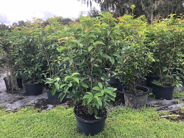 osmanthus-fragrans-sweet-tea-olive