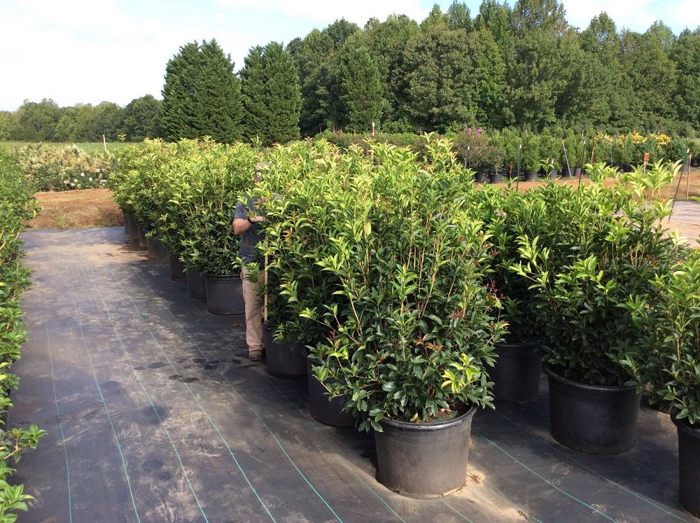 osmanthus-fragrans-sweet-tea-olive