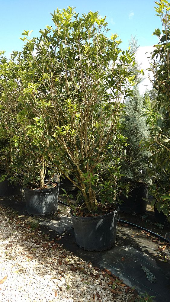 osmanthus-fragrans-sweet-tea-olive