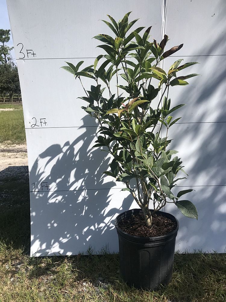osmanthus-fragrans-sweet-tea-olive