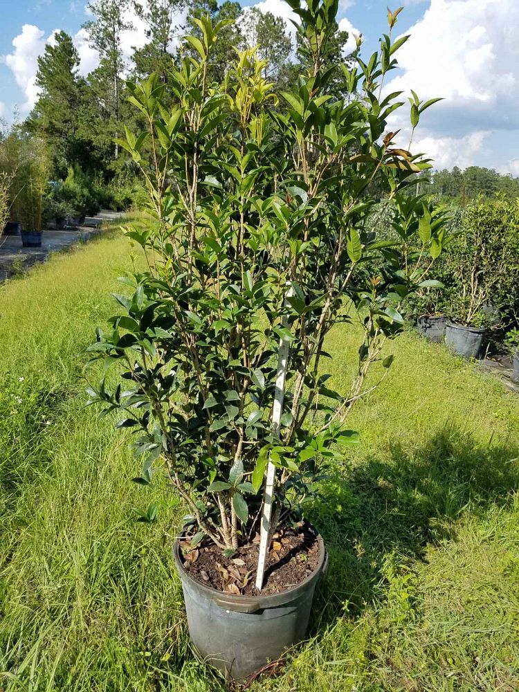 osmanthus-fragrans-sweet-tea-olive