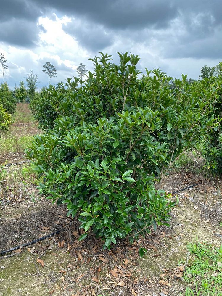 osmanthus-fragrans-sweet-tea-olive