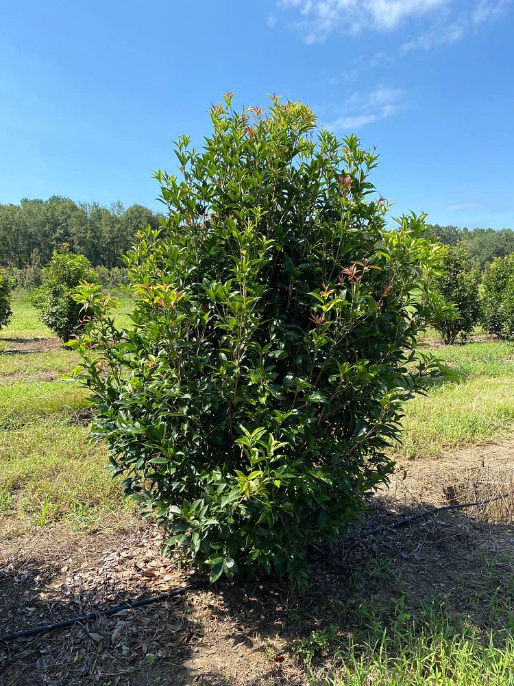 osmanthus-fragrans-sweet-tea-olive