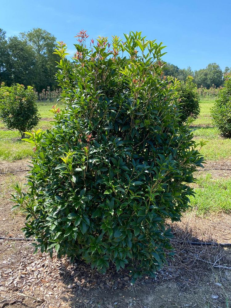 osmanthus-fragrans-sweet-tea-olive