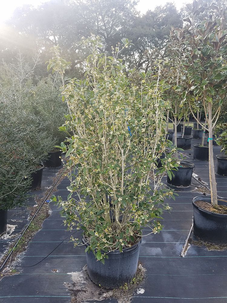 osmanthus-fragrans-sweet-tea-olive