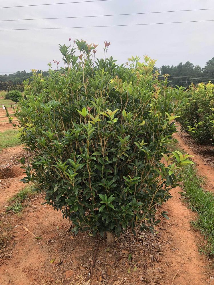 osmanthus-fragrans-sweet-tea-olive