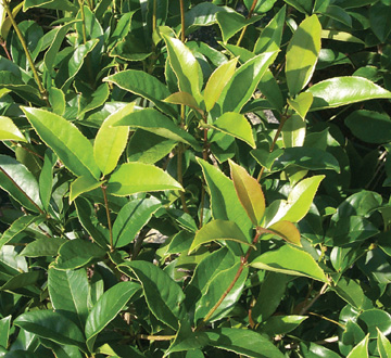 osmanthus-fragrans-sweet-tea-olive