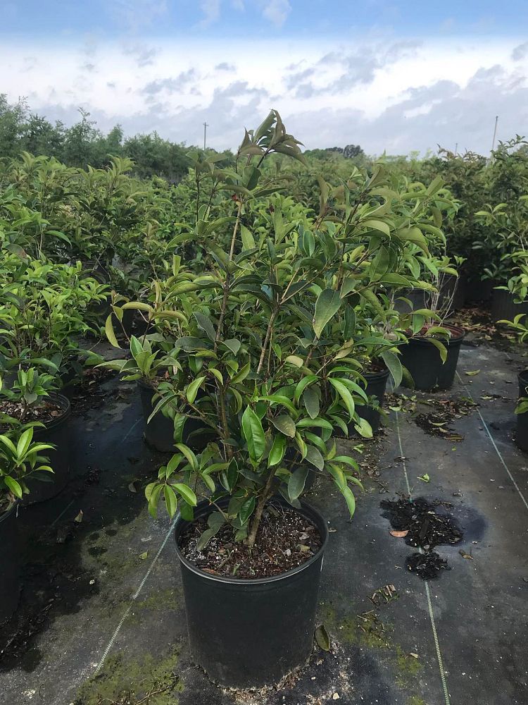 osmanthus-fragrans-sweet-tea-olive