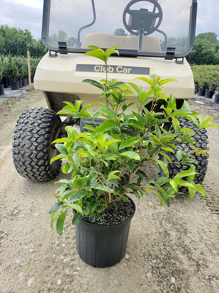 osmanthus-fragrans-sweet-tea-olive