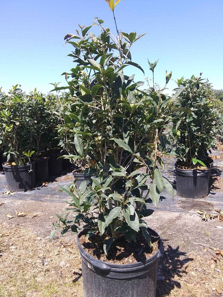 osmanthus-fragrans-sweet-tea-olive