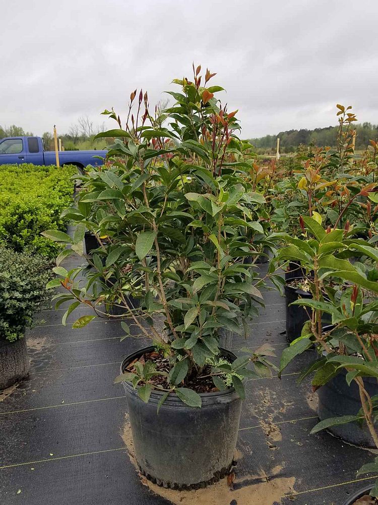 osmanthus-fragrans-sweet-tea-olive