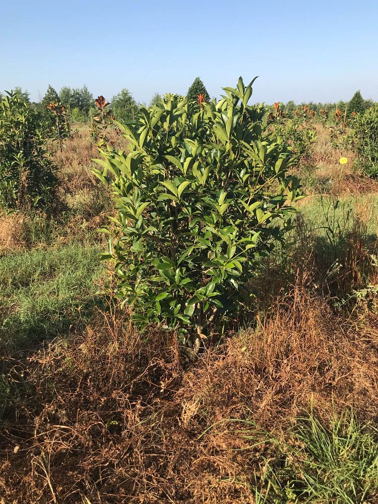 osmanthus-fragrans-sweet-tea-olive