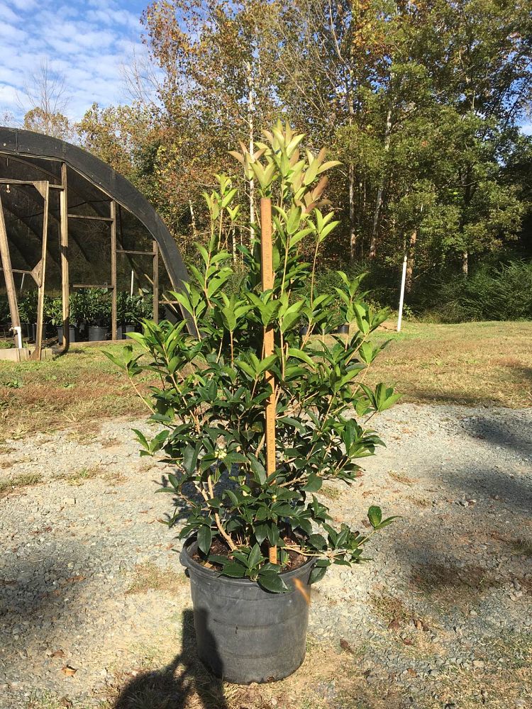 osmanthus-fragrans-sweet-tea-olive