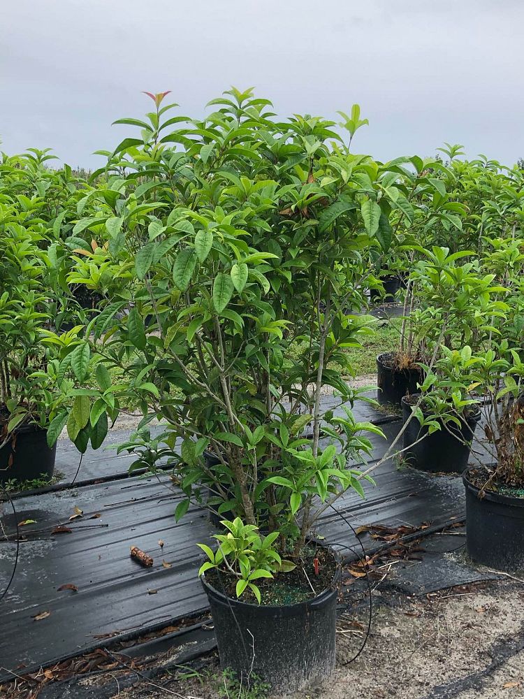 osmanthus-fragrans-sweet-tea-olive