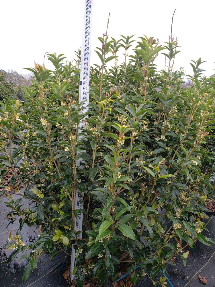 osmanthus-fragrans-sweet-tea-olive