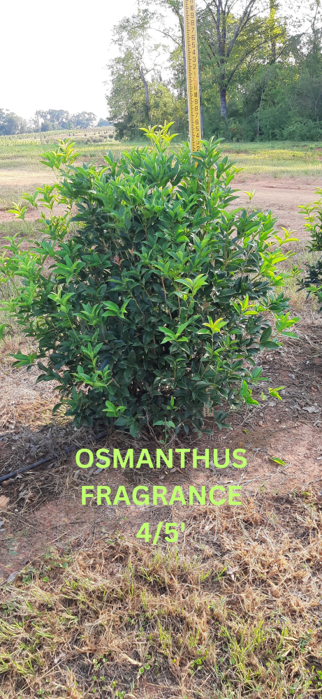 osmanthus-fragrans-sweet-tea-olive