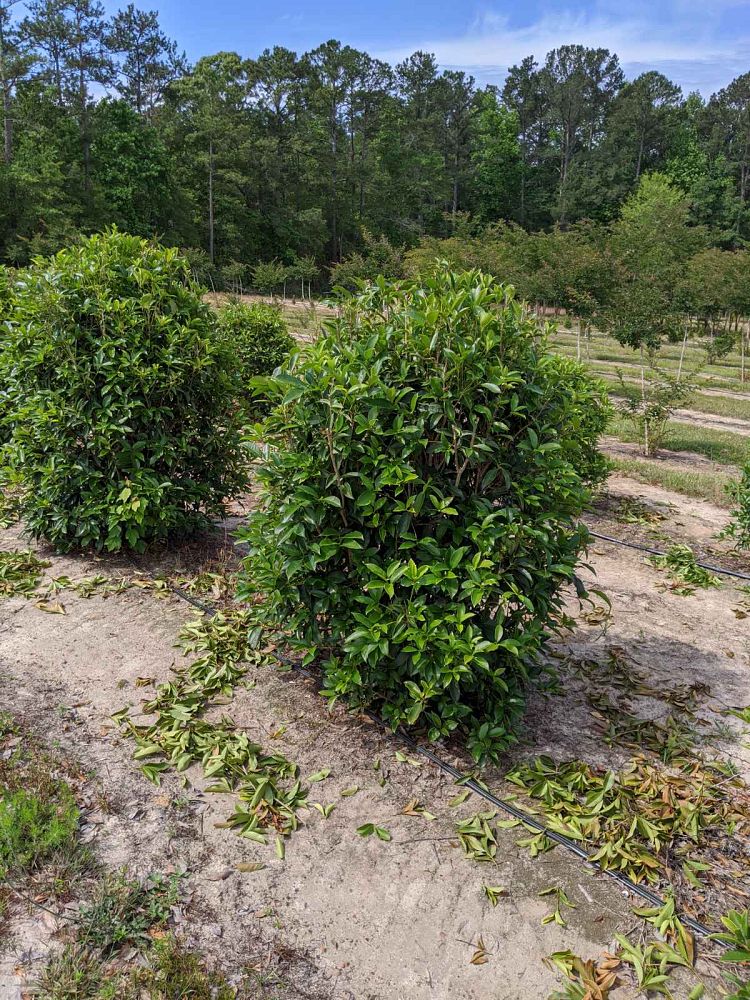 osmanthus-fragrans-sweet-tea-olive