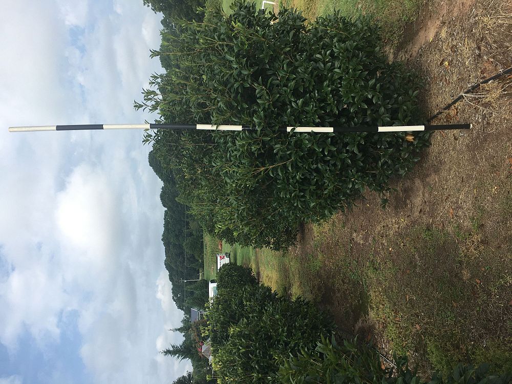 osmanthus-fragrans-sweet-tea-olive