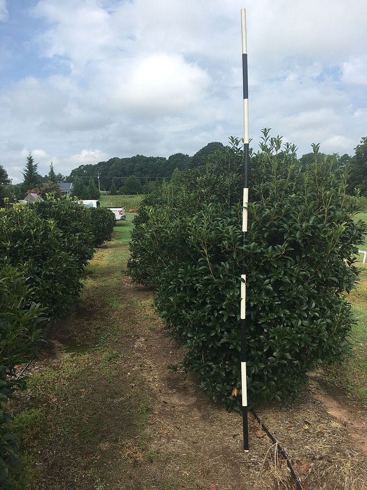osmanthus-fragrans-sweet-tea-olive