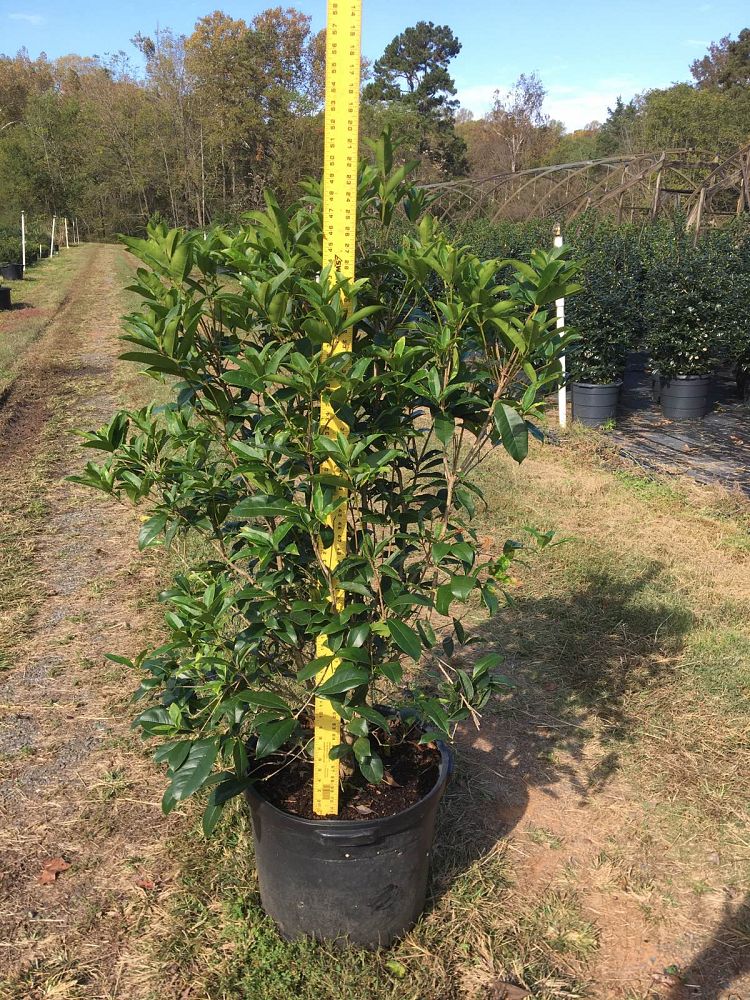 osmanthus-fragrans-sweet-tea-olive