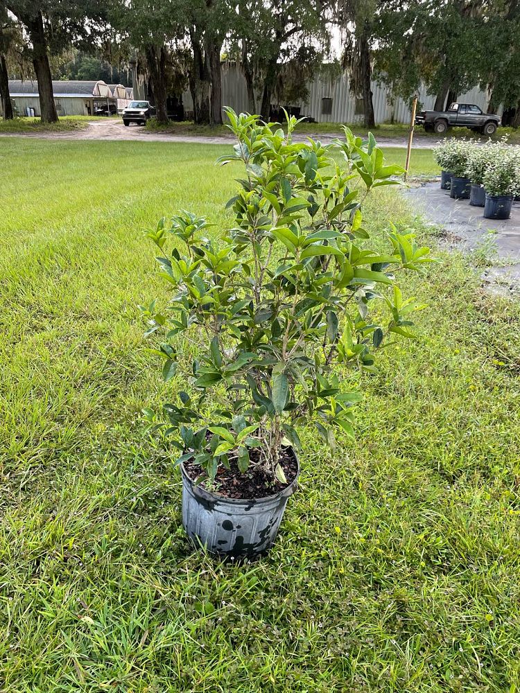 osmanthus-fragrans-sweet-tea-olive