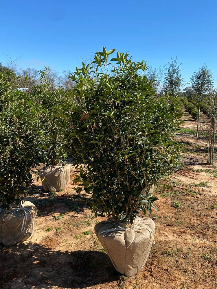 osmanthus-fragrans-sweet-tea-olive