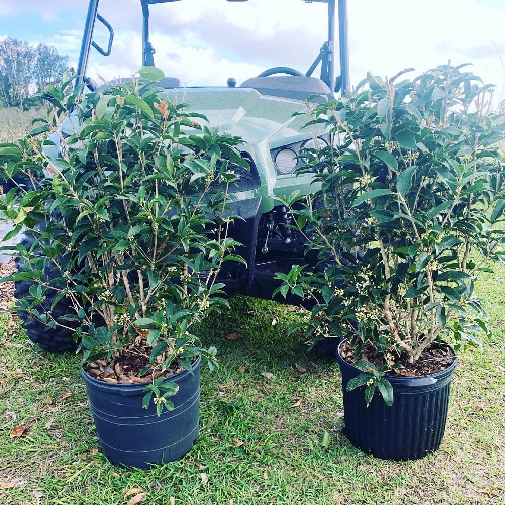 osmanthus-fragrans-sweet-tea-olive