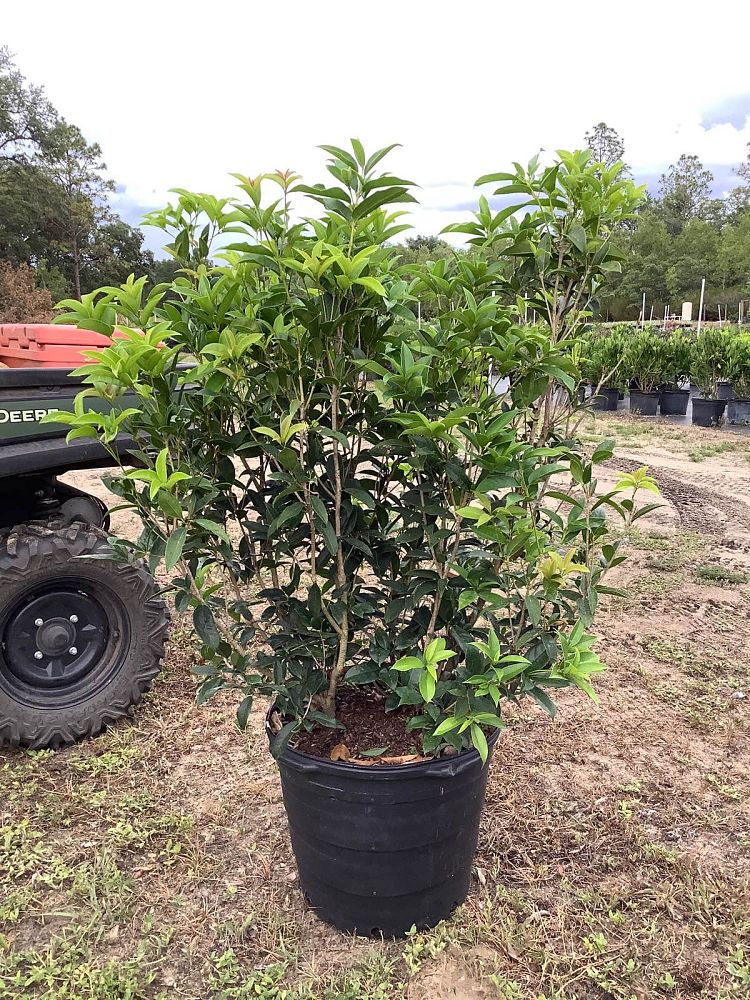 osmanthus-fragrans-sweet-tea-olive