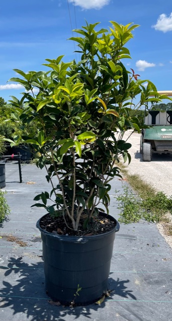 osmanthus-fragrans-sweet-tea-olive