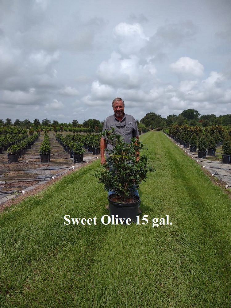 osmanthus-fragrans-sweet-tea-olive