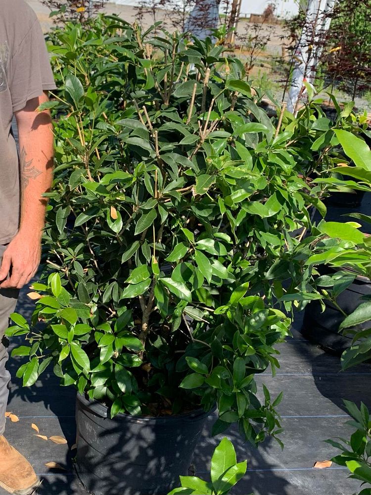 osmanthus-fragrans-sweet-tea-olive