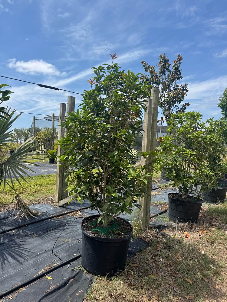osmanthus-fragrans-sweet-tea-olive