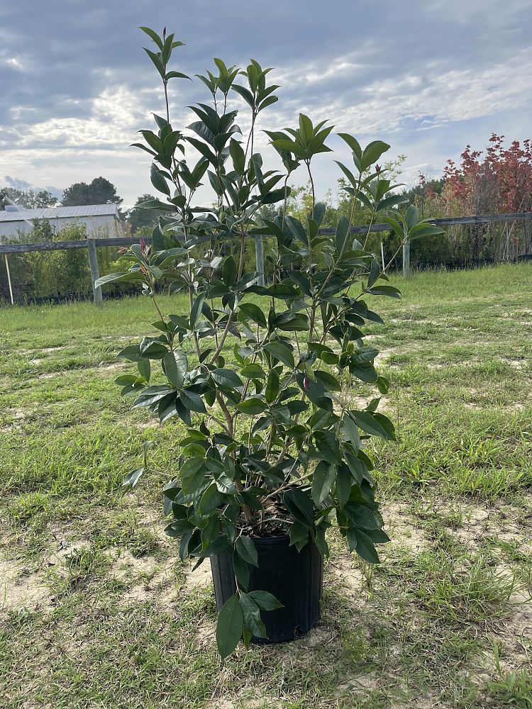 osmanthus-fragrans-sweet-tea-olive