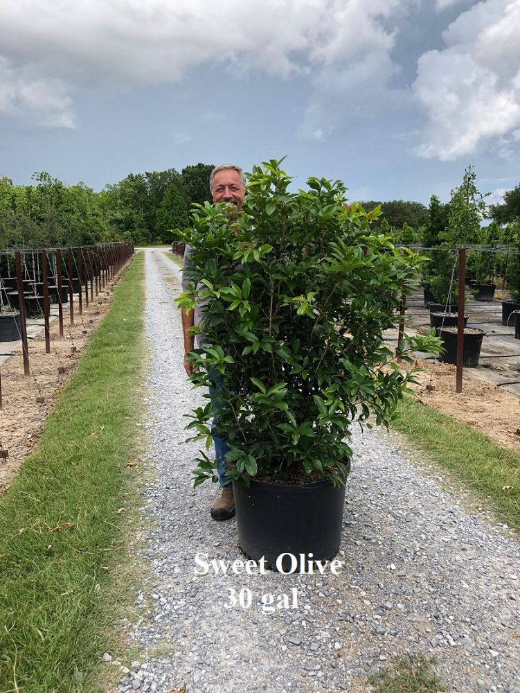 osmanthus-fragrans-sweet-tea-olive
