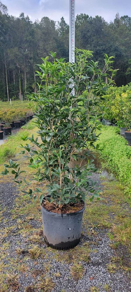 osmanthus-fragrans-sweet-tea-olive