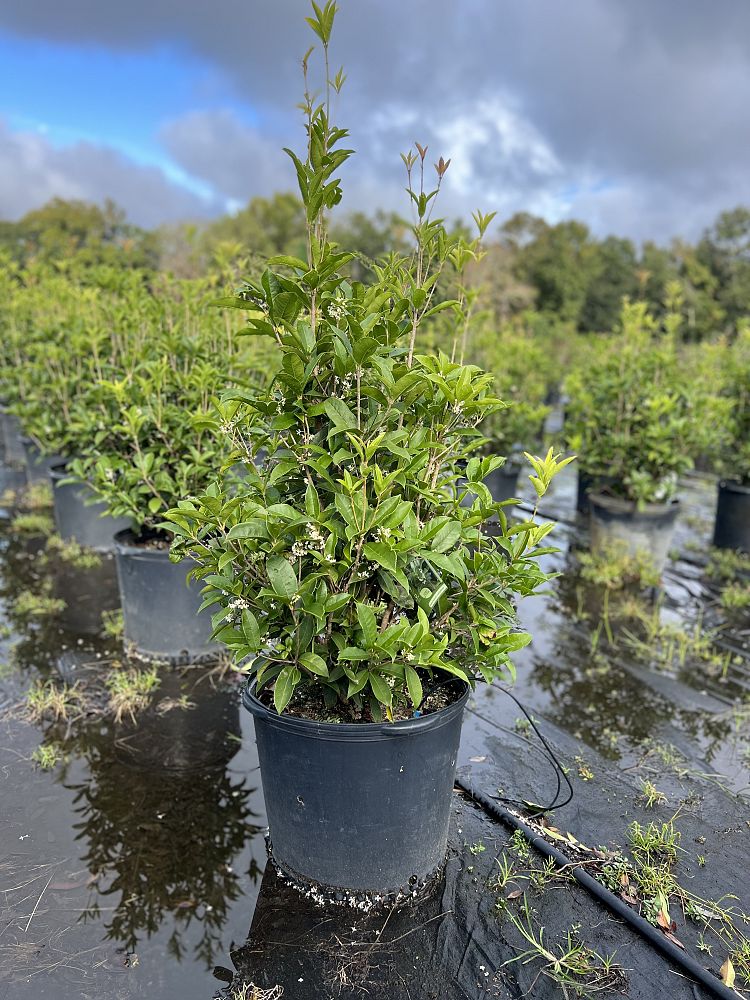 osmanthus-fragrans-sweet-tea-olive