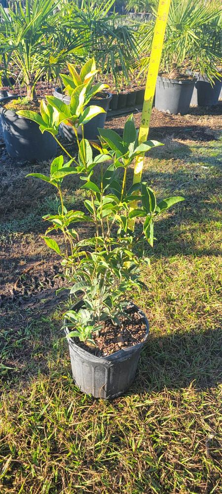 osmanthus-fragrans-sweet-tea-olive