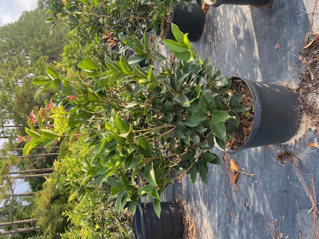 osmanthus-fragrans-sweet-tea-olive